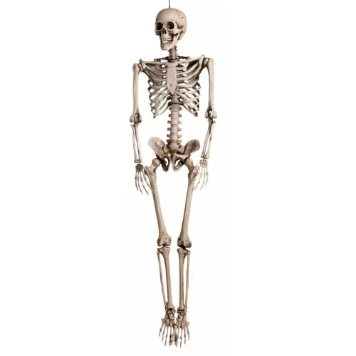 Skelet Halloween 1 Skelet Halloween